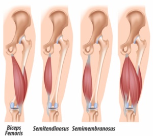 backofhamstrings